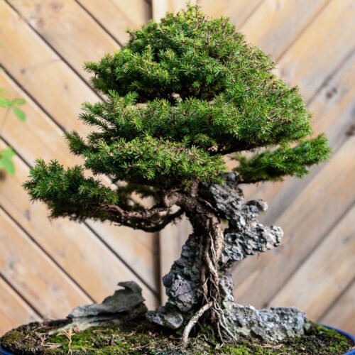pic-bonsai